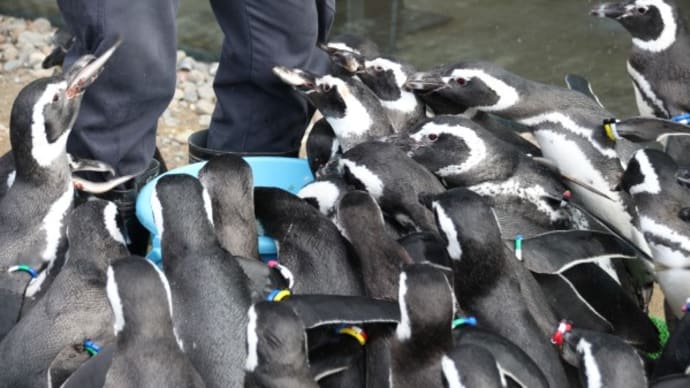 バケツに群がるペンギン