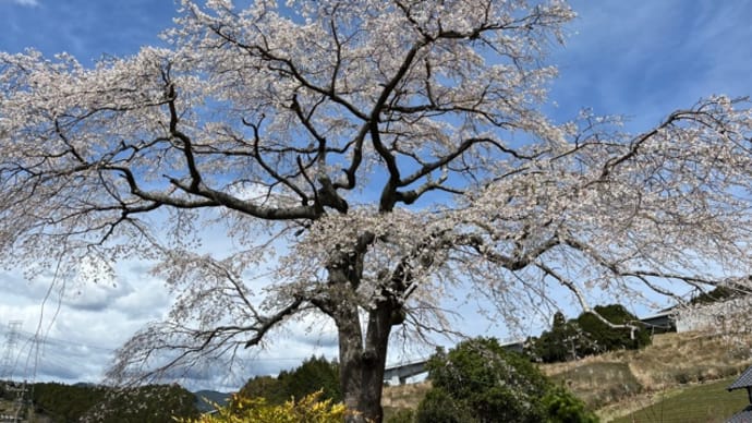 桜とカタクリ 牧之原公園と神谷城
