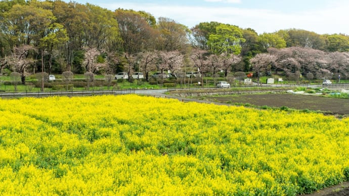 卯月の清明　いつものウォーキングで花見