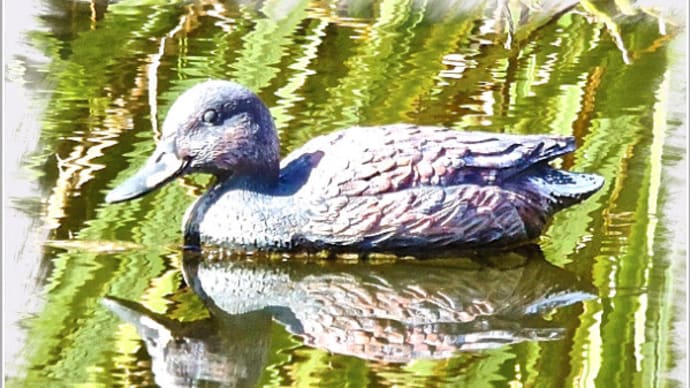 一昨日訪れた「お気に入りの紅葉スポット」の池で泳いでいた木彫りの水鳥さん