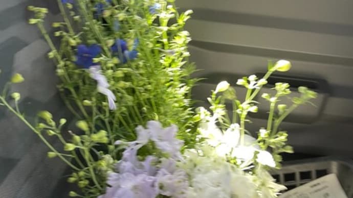 ゴーヤの苗を買ってもらった