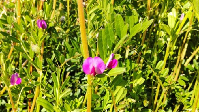 カラスノエンドウ:一番花が