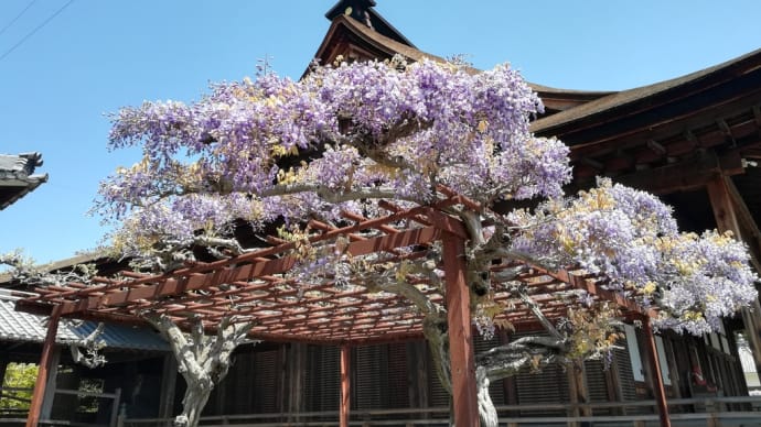 ゴールデンウィークは藤の花を見ました