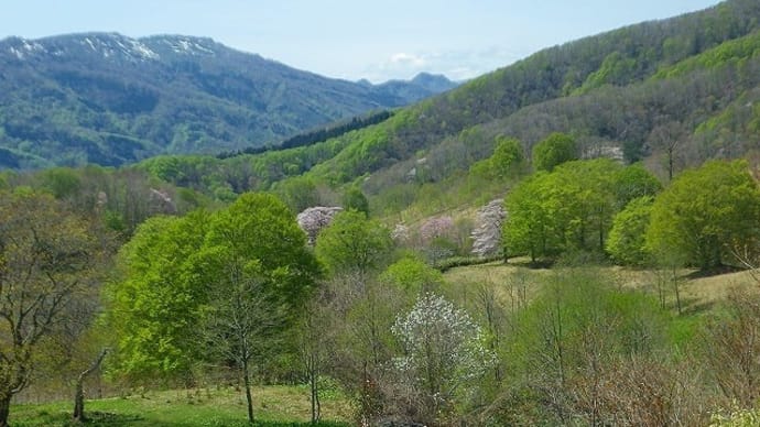 新緑薫る「きじひき高原鉄山湿原(焼野水源)」