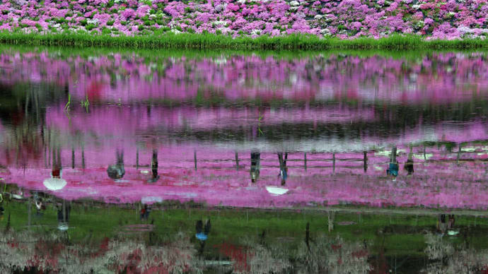 せせらぎ街道明宝 國田家の芝桜 9