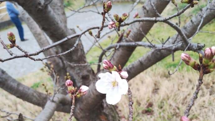 桜は?