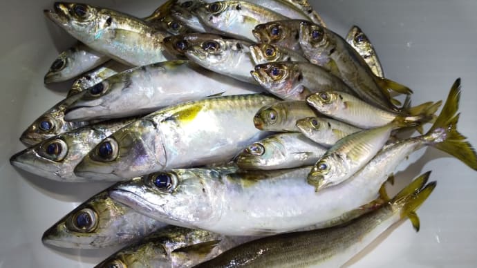 長浦港で朝のウォーミングアップ 〜シャクシャクfishing〜