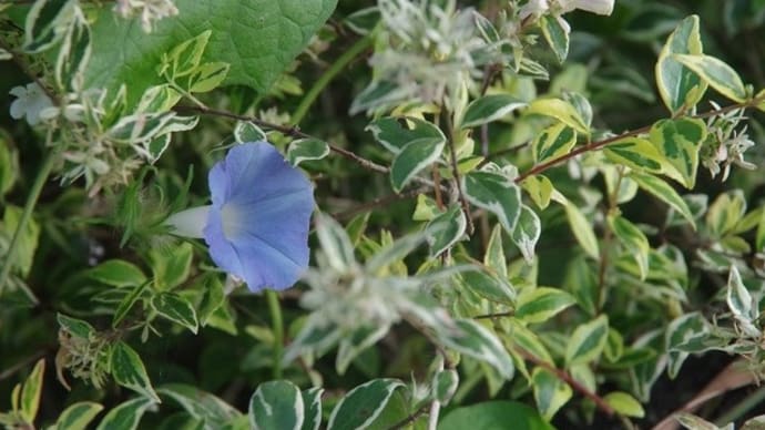 蒸し暑くとも秋色涼し