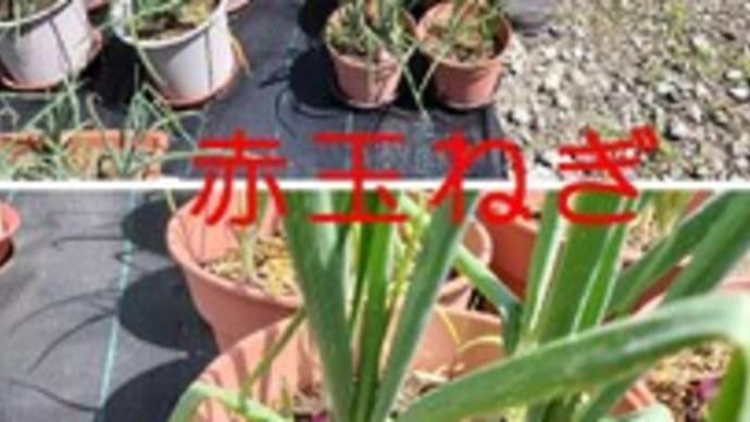 玉ねぎが大きくなってきました