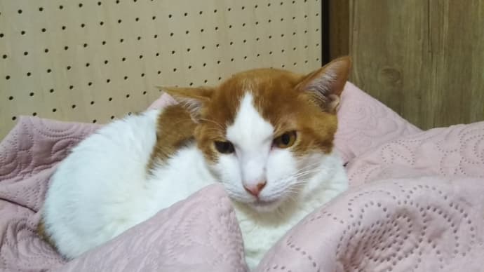 やたら甘えんぼになった
