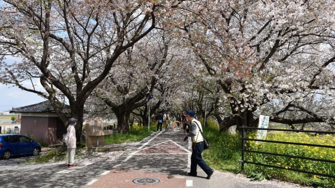 さくら狩り　埼玉県比企郡吉見町　さくら堤公園（11）サイクリングコース