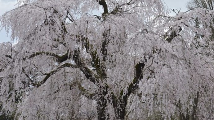 みちのくの小京都角館の桜(1)
