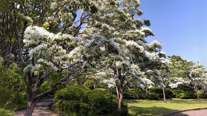 なんじゃもんじゃの白い花 (静岡市城北公園)