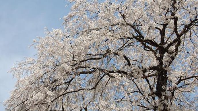 桜の花びら散るたびに～♪