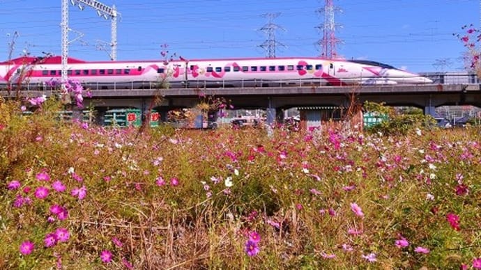 キティ新幹線 と コスモスの花