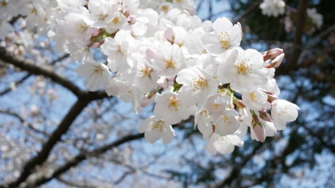 桜を見て来ました🌸