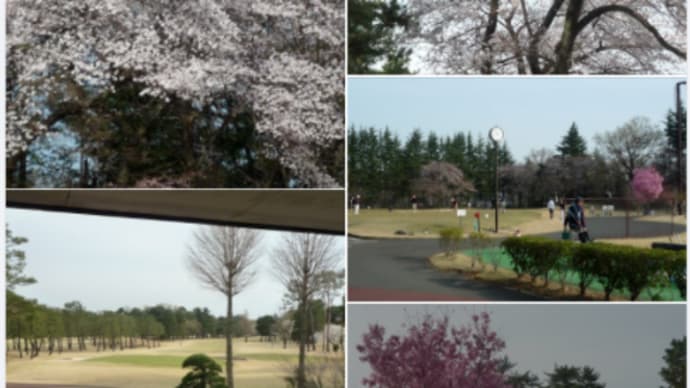 この時期のGOLF場は、見惚れてしまうほどだね 🌸🌸🌸