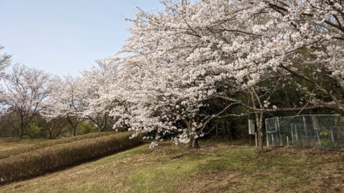 桜 満開