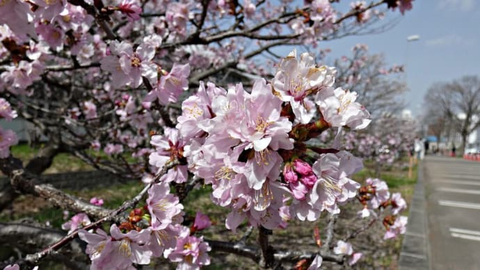 札幌で花見2023&黒糖ベーグルの桜あんバタさんど~寒地土木研究所&NAMAKEMONO CAFE SAPPORO~