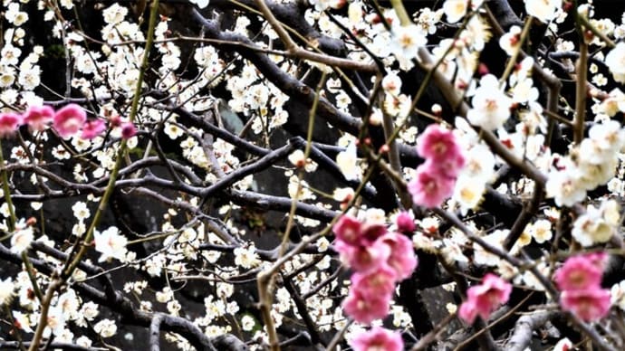 ２０２２・３・２　皇居東御苑の梅と河津桜と寒桜。確実に春へ。