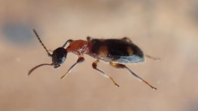 ヨツボシホソアリモドキ Pseudoleptaleus valgipes