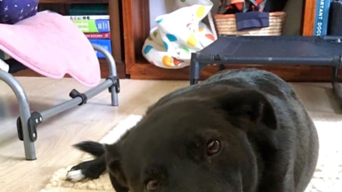 こそ泥顔の犬