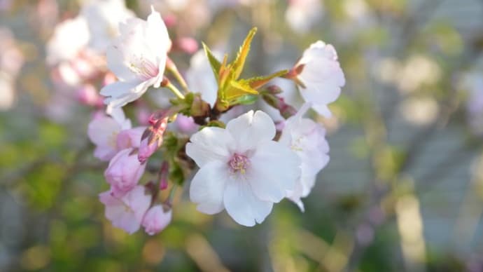 御殿場桜4.08