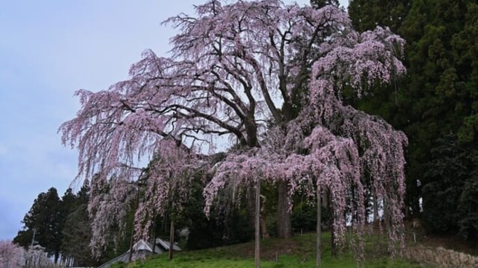 No.889 桜速報 ~合戦場しだれ桜・祭田の大桜・平堂壇の桜~