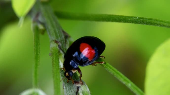 蜜で生きてる天使たち・3密防止に頑張る6蜜虫
