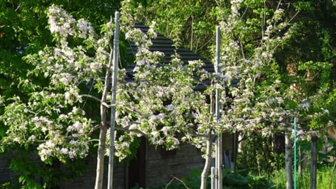 凛夏の花摘み