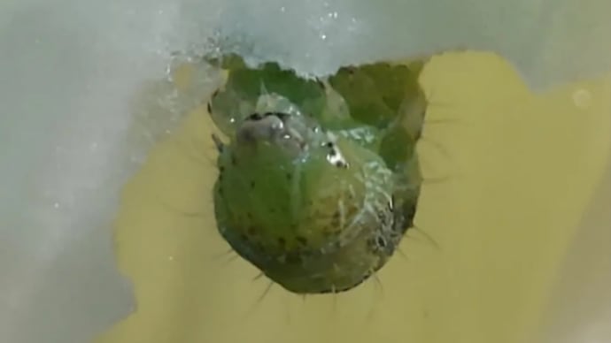 青虫モンタ