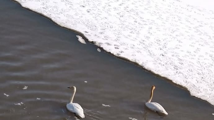 春の風物詩