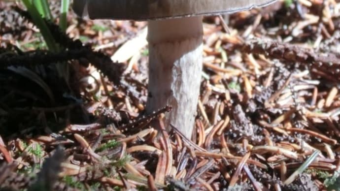 キノコ納めはマツノコケイロヌメリガサ