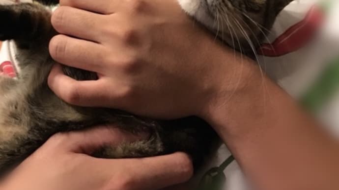 みいちゃんの夢