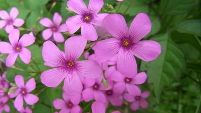 イモカタバミ(芋酢漿草)・ムラサキカタバミ(紫酢漿草)・コメツブツメクサ(米粒詰草)・ヨツモンカメノコムシ・チャバネアオカメムシ・モンキアゲハの幼虫・俳句鑑賞
