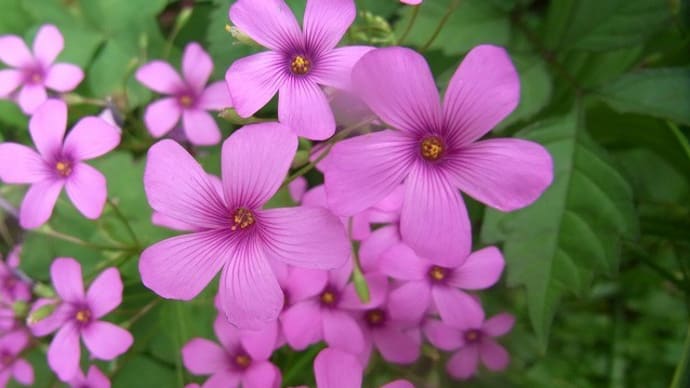 イモカタバミ（芋酢漿草）・ムラサキカタバミ（紫酢漿草）・コメツブツメクサ（米粒詰草）・ヨツモンカメノコムシ・チャバネアオカメムシ・モンキアゲハの幼虫・俳句鑑賞