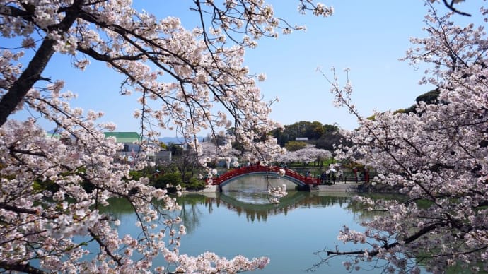 桜色に色づく垣生公園の春
