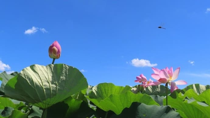 湖面を渡ってくる風は心地よい