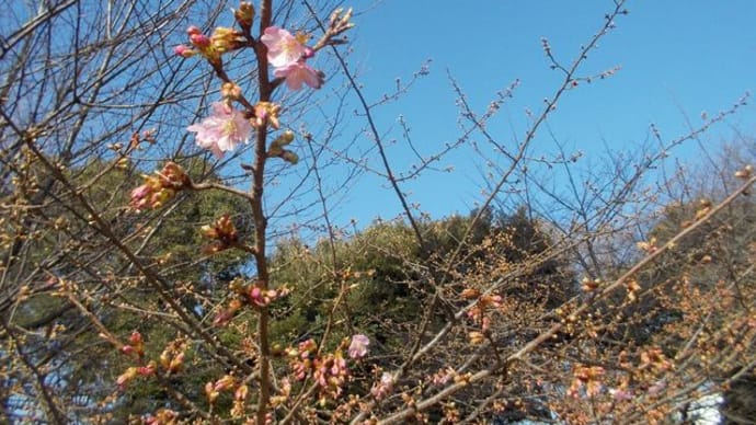 ♪河津桜、咲いてきました～,ﾟ.:｡+ﾟ～