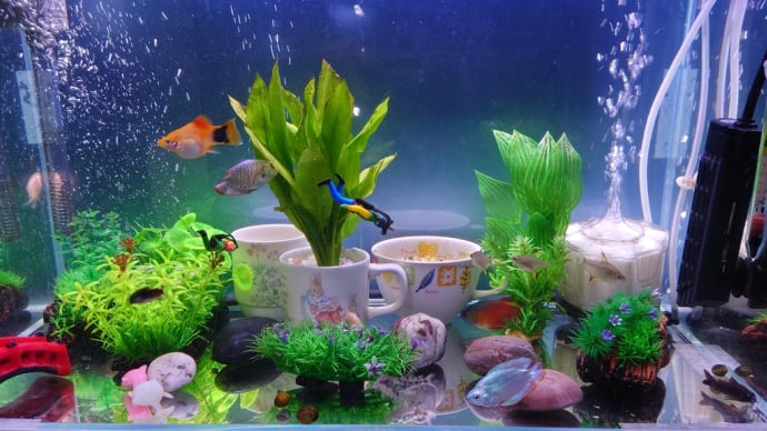 下段水槽の水換えしました 23/10/23