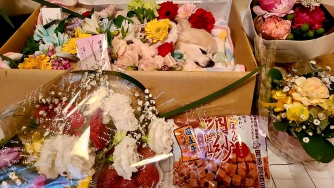 しょうちゃん、虹の橋を渡る