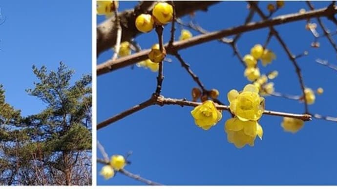 うめはぁ~、さいぃたか~森林公園