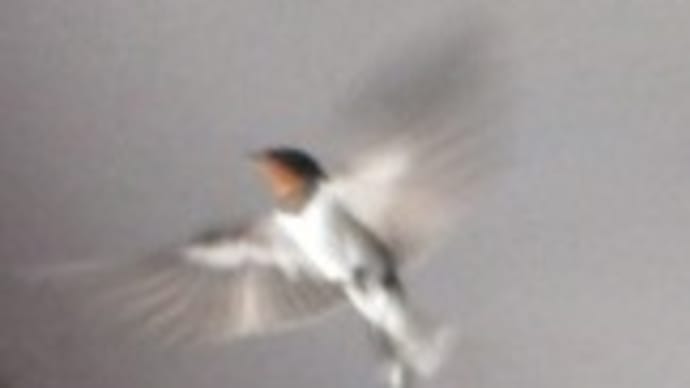 ツバメのやうに(^o^)