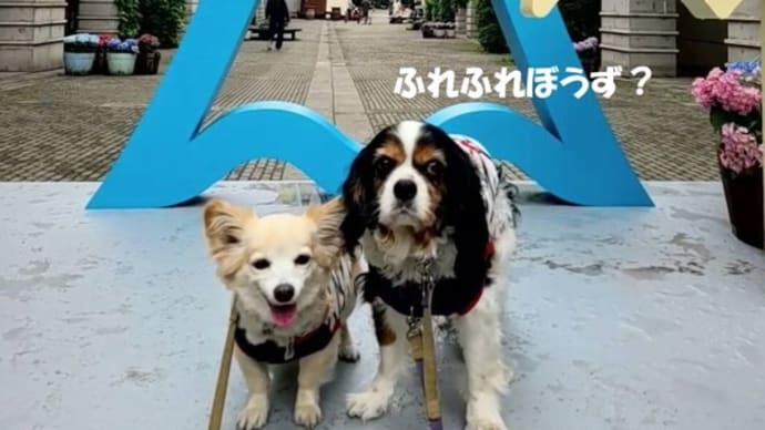 ふれふれ坊主がいっぱい😊@リゾナーレ八ヶ岳~山梨長野1泊旅行②