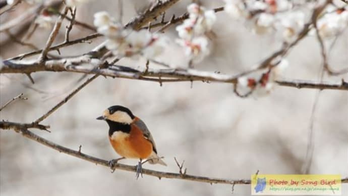 冬鳥も少なくなって・・・・