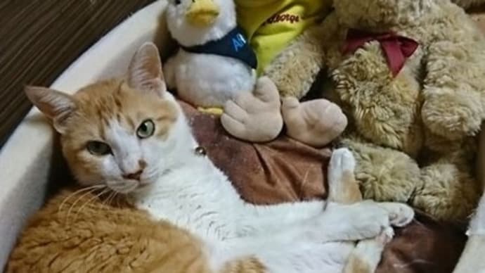 9月21日(火) 猫の麦とごまの日常日記