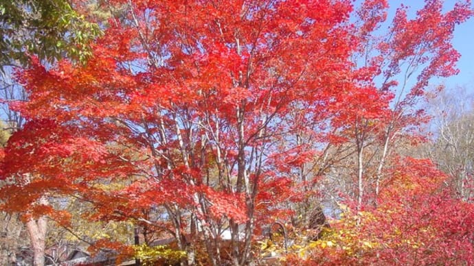 23年信州は燃えている「八ケ岳倶楽部紅葉」