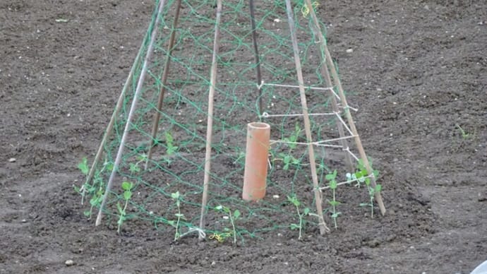 エンドウ豆の植え付け