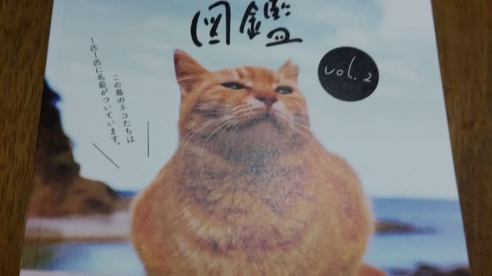 深島の猫