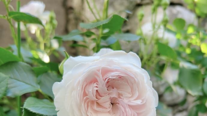 幻想的なスパニッシュブルーベル&バラが次々と🌹